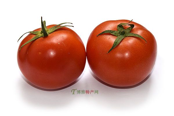 旱地西红柿